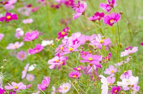 もうすぐコスモスが見ごろを迎える時期💐
加古川市内各所でも、コスモスまつりが開催予定です✨
今回ご紹介するイベントはどれも参加無料で、花摘みも自由ですので、秋の風物詩をぜひ間近でお楽しみください💐

〜 コスモスを綺麗に撮るコツ📸 〜
★青空を背景にコスモスを撮影すると、青とピンクのコントラストが映えてGOOD🙆‍♀️
★太陽を背にして撮ることで、花びらが透けて美しい光が入ります😉特に朝夕の柔らかい光がおすすめ👍
★主役のコスモスに焦点を合わせ、背景をぼかすことで、花が際立ちます🌸

今年は猛暑の影響で、コスモス畑の規模縮小や花の生育に遅れが出ています😢
畑に入ってコスモスを傷つけないようにご注意ください🙏

※画像は宮前公民館付近で10月31日に撮影したものです。

🗓 開催スケジュール
■みやまえコスモスまつり
【住所】西神吉町宮前1124(宮前公民館前)
【日時】11月2日(土) 9：00〜18：30
【内容】野菜・新米の販売、おむすび・野菜の天ぷら・おでんの無料配布(数量限定)
※雨天の場合、催事は公民館内で行われます。
🚌 神姫バス「 東播工業高校前 」より徒歩約7分、または「 神吉西 」より徒歩11分
🚌 かこバスミニ 志方東・中ルート「 宮前公民館前 」より徒歩すぐ
🚗 加古川バイパス「 加古川西ランプ 」より車で約6分
🅿️ 駐車場あり

■上原コスモス祭り
【住所】平荘町上原405-1
【日時】11月2日(土)〜4日(月・振休) 9：00〜16：00
【内容】催事なし
🚌 神姫バス「 小畑口 」より徒歩約16分
🚗 加古川バイパス「 加古川西ランプ 」より車で約14分
🅿️ 駐車場なし

■石守コスモスまつり
【住所】神野町石守2193
【日時】11月17日(日) 9：30〜11：30
【内容】催事の開催は未定、問い合わせは石守営農組合まで(079-426-9156)
🚌 神姫バス「 石守 」より徒歩約1分
🚗 東播磨南北道路「 加古川医療センターIC 」より車で約4分
🅿️ 駐車場なし

■山中コスモス祭り
11月3日(日・祝)に開催を予定していた同イベントは中止となりました

- - - - - - - - - ✂︎ - - - - - - - - -

加古川のおでかけスポットは
@tabitabi_kakogawa
プロフィールのURLからチェック ✅

- - - - - - - - - ✂︎ - - - - - - - - -

#たびたび加古川
#コスモス　#コスモス畑　#コスモスまつり　#コスモス祭り
#加古川コスモス　#加古川コスモス畑　#加古川コスモスまつり　#加古川コスモス祭り
#みやまえコスモスまつり #上原コスモス祭り #石守コスモスまつり
#加古川市 #加古川 #兵庫県加古川市 #kakogawa #kakogawacity
#加古川観光 #加古川観光スポット #兵庫旅行 #兵庫 #兵庫観光