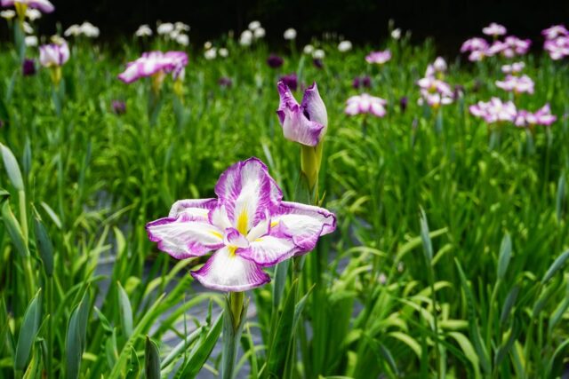 ＼ 来園無料✨日岡山公園の花菖蒲が見ごろ💐 ／
 
梅雨入りから初夏にかけて、毎年この時期になると、色とりどりの花菖蒲（はなしょうぶ）が咲き誇ります🍃
今年も、そんな美しい季節がやってきました✨
 
花菖蒲の花言葉は「 嬉しい知らせ 」や「 心意気 」😌
白やピンク、紫など、多彩な花々が一面に咲き誇り、訪れる人々を優雅な世界へと誘います。
その華やかな情景は、まるで「 嬉しい知らせ 」をそっと届けてくれているかのようです🎶
 
加古川市内には花菖蒲が楽しめるスポットがいくつかありますが、なかでも特に有名なのが【 日岡山公園 菖蒲園(しょうぶえん) 】です😌
例年、5月中旬ごろからつぼみが膨らみ始め、5月末から6月上旬にかけて見ごろを迎えます💕
今年も撮影日の5月30日には満開の花がちらほらと見られました💁‍♀️
今週から来週にかけて、いよいよ見ごろのピークを迎えそうです👀
 
花の香りと涼やかな風が頬をなで、自然の優しさに包まれるような気持ちになれる癒やしのスポット🍀
ご家族でのお出かけはもちろん、友人同士やカップルでの散策にもぴったりです🙌
訪れるたびに異なる感動を与えてくれる、花菖蒲の魅力をぜひ感じてみてください🌼
 
💐【 日岡山公園 菖蒲園(しょうぶえん) 】
加古川市加古川町大野1682
🚃 JR「 日岡駅 」より徒歩約5分
🚗 加古川バイパス「 加古川ランプ 」より車で約10分
🚌 神姫バス「 日岡山公園 」下車徒歩すぐ
🅿 あり
 
- - - - - - - - - ✂ - - - - - - - - -
 
加古川市のおでかけスポットは
@tabitabi_kakogawa
プロフィールのURLからチェック ✅
 
- - - - - - - - - ✂ - - - - - - - - -
 
#たびたび加古川 #日岡山公園 #菖蒲園 #花 
#加古川花畑 #加古川おでかけ #加古川フォトスポット
#加古川市 #加古川 #兵庫花畑 #兵庫おでかけ
#kakogawa #kakogawacity #かこがわ