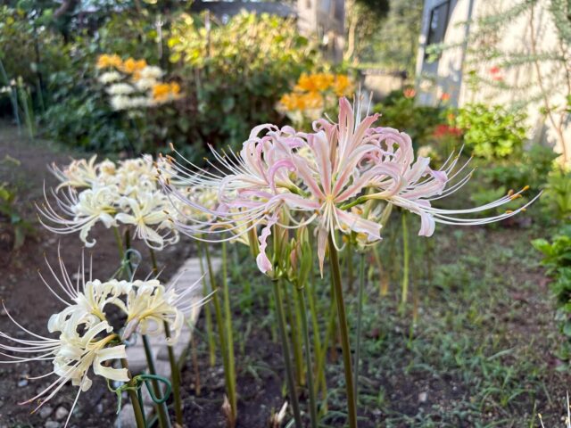 \【円照寺】のヒガンバナが見ごろを迎えています！/
(写真は10月1日撮影　満開)

花の寺として知られる【加古川円照寺(加古川市志方町広尾1029)】で、ヒガンバナが見ごろを迎えました✨

円照寺では珍しい色も多く咲き誇り、色とりどりのヒガンバナで感じる秋の訪れは格別です☺️
みなさんも秋を感じに、円照寺に訪れてみてください🙌

🌷【加古川円照寺】
加古川市志方町広尾1029
🚗加古川バイパス「加古川西ランプ(西井ノ口)」より車で県道43号線(北条街道)を北上、「志方高畑南」交差点(右前にセブンイレブン)を右折し、「花の寺円照寺P」と書かれた看板を左折
🚗山陽道より「加古川北ジャンクション」を右折、県道43号線(北条街道)を南下、「志方高畑南」交差点(左にセブンイレブン)を左折し、「花の寺円照寺P」と書かれた看板を左折🅿 あり(約40台)
🚌JR「宝殿駅」よりかこバスミニ(志方東ルート)「広尾西」下車 徒歩約4分
🚌JR「宝殿駅」より神姫バス北条営業所行「高畑」下車 徒歩約15分
 
問い合わせ先
TEL：079-452-2067

#ヒガンバナ #彼岸花 #秋 #円照寺 #加古川 #加古川市 
#加古川観光 #観光 #おでかけ #kakogawa