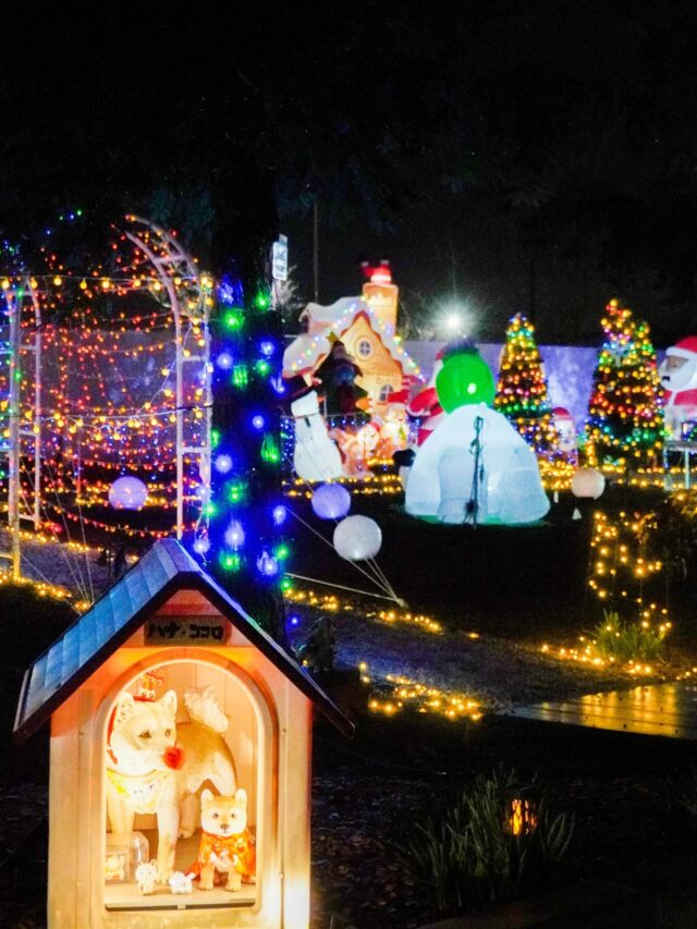 ＼ 恒例のクリスマスイルミネーションが今年も🎄✨ ／

加古川市で昭和22年に創業し、現在は世界各国に製造拠点を持つ【 ハリマ化成 】🌍
野口町水足にある「 加古川製造所 」では、毎年クリスマスシーズンになると、
マリーゴールド園でクリスマスイルミネーション「 水足クリスマス 」が開催されます🎄✨
地元の方なら、ドライブの途中で一度は目にしたことがあるのではないでしょうか？🚗💡

今では加古川市民にとって
“冬の恒例行事”として親しまれていますが、
実はその歴史はまだ浅く、本格的に始まったのは2020年🎉
会場となるマリーゴールド園は、それより数年前に同社の所有地となりましたが、
当時はまだ使い道が決まっていなかったそうです🌱

そこで2019年に、
数本の木とマリーゴールドの種を植えて緑地に整備！
緑地一面にマリーゴールドの花が咲いたのを見た加古川市民に喜んでもらえたことから
この場所が市民の方に開放されるようになりました🌼

その年は電飾飾りと人形飾り数個でささやかにクリスマス装飾をしていたそうですが、2020年から本格始動！
市民からの「 きれい！ 」「 今年のイルミネーションが楽しみ！ 」という声を受け、年々イルミネーションはパワーアップ💡
毎年、社員のみなさんが力を合わせて手作りしているそうです👏

今年の飾り付けは【 12月25日(木)まで 】の予定です📅
イルミネーション後も、1月下旬からは水仙の花が道行く方の目を楽しませてくれる予定なので、こちらもお楽しみに♪
クリスマスの飾り付けを見られる日数は残りわずかですが、ぜひ足を運んでみてはいかがでしょうか？🎅✨

🗓 開催スケジュール
2025年12月11日(木)～25日(木) ライトアップは17：00～24︰00ごろ( 予定 )
※入場無料

💫【 水足クリスマス 】
兵庫県加古川市野口町水足( ハリマ化成加古川製造所敷地内 )
問い合わせ先 / 079-422-3301
🚌 神姫バス「 水足 」より徒歩約1分
🚗 加古川バイパス「 加古川ランプ 」より車で約5分
🅿 園西側に駐車場あり( 無料 ) 
@harima_kakogawa

- - - - - - - - - ✂ - - - - - - - - -

加古川市のおでかけスポットは
@tabitabi_kakogawa
プロフィールのURLからチェック ✅

- - - - - - - - - ✂ - - - - - - - - -

#たびたび加古川 #ハリマ化成 #ハリマ化成のマリーゴールド
#ハリマ化成加古川製造所 #ハリマ化成クリスマス 水足クリスマス
加古川イベント 兵庫イベント
加古川市 加古川 加古川イルミネーション 兵庫イルミネーション 
kakogawa kakogawacity かこがわ