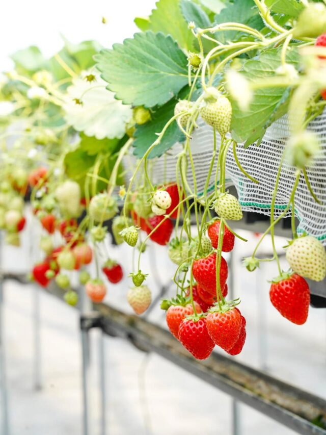 ＼ 3歳以下無料!?三世代で楽しめるイチゴ狩りスポット ／

のどかな加古川市志方町にある【 りゅうちゃんのいちご狩り( 小林農園 ) 】🍓
“りゅうちゃん”の愛称で地元やリピーターの方から親しまれる小林さんが、
近隣で同じくイチゴ農園を営むお父さんと切磋琢磨しながら
6品種のイチゴを育てられている農園です🌱 💪

現在は2棟のハウスを整備し、
A棟は「 よつぼし 」「 かおりの 」「 あきひめ 」
B棟は「 紅ほっぺ 」「 スターナイト 」「 おいCベリー 」をそれぞれ栽培👨‍🌾✨
イチゴ狩りでは、A棟かB棟のいずれかで、3品種のイチゴを40分間食べ放題で楽しむことができます😆

“りゅうちゃん”のお気に入りは「 おいCベリー 」💁‍♂️
1株から採れる実が少なく、希少な品種だそうです👀✨
また、イチゴのぷつぷつとした粒感も特長🙌
甘さと酸味のバランスが取れた味わいで、ほっぺが落ちるおいしさです🤤💘

収穫時に体への負担が少ない高設栽培を採用しているだけでなく、
通路も広いためベビーカーや車イスでも利用しやすく、
三世代で訪れるお客さんもいらっしゃるそうです👨‍👩‍👧‍👦

【 りゅうちゃんのいちご狩り( 小林農園 ) 】は6月中旬ごろまで営業予定🙌
家族や恋人、友人と、ドライブがてら足を運んでみてはいかがでしょうか？🚗

🍓【 りゅうちゃんのいちご狩り( 小林農園 ) 】
兵庫県加古川市志方町永室193
電話番号 / 080-2099-1515
営業時間 / 1月中旬〜6月中旬(予定)
イチゴ狩り 10：00～、11：00～、13：30～、14：30～、15：30～
イチゴの直売 9：00〜17：00
※在庫に限りがあるため、事前に電話にてお問い合わせください
定休日 / なし
料金 / 大人(中学生以上) 2,700円、4歳〜小学生 2,300円、3歳以下 無料
🚗 加古川バイパス「 加古川西ランプ 」より車で約10分
🚌 かこバスミニ・志方西ルート「 長楽園 」下車徒歩約5分
🅿 あり
@kobayashi_farm_ryuchan

- - - - - - - - - ✂ - - - - - - - - -

加古川市のおでかけスポットは
@tabitabi_kakogawa
プロフィールのURLからチェック ✅

- - - - - - - - - ✂ - - - - - - - - -

#たびたび加古川 #りゅうちゃんのいちご狩り #小林農園
#加古川市 #兵庫イチゴ狩り