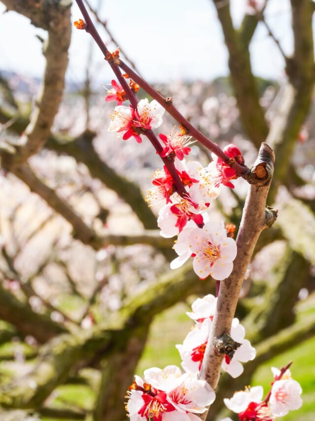 ＼ “みとろの丘”で春の花々を満喫🌸イベントも盛りだくさん ／

ぽかぽかと暖かい日が続き、春を感じる今日このごろ😌
毎年この時期になると梅が満開になる【 みとろの丘 】ですが、
今年は例年よりもひと足早い3/7(土)に見ごろを迎えています✨
( ※写真1～4枚目は3/10(火)時点のものです)

「 梅の木に近づいて、ぜひじっくりと観察しながら楽しんでほしい 」
そんな思いから、今年はオリジナルの『 梅ミニ折本 3冊セット 』(100円)を販売💁‍♀️
本の中には
・梅をモチーフにした伝統文様の紹介
・塗り絵
・梅干しの作り方
などが紹介されていて、梅の観察がもっと楽しくなる内容でした✨

また、4月以降は徐々に「 ミツバツツジ　」「 スモモ 」「 桜 」なども色づき
春らしい彩りを添えてくれそうです🙌 
( ※写真6～8枚目は昨年の様子です )

また、併設のレストラン【 COME'S Restaurant & Café( カムズレストラン＆カフェ ) 】では
バジルとスパイシーなひき肉に温玉をのせた『 みとろ特製ガパオライス 』(1,200円)など、
テイクアウト可能なメニューも新しく登場🍴
一味違ったお花見のお供になりそうです🌸

3/29(日)には、播磨のおいしいモノや楽しいコト、作家のクラフト雑貨などが集まる「 モノコトフェア 」、そして4/11(土)にはワンちゃんと一緒に参加可能なマルシェイベント「 わんこの丘マルシェ 」も開催予定🎪
詳細は【 みとろの丘 】の公式Instagramでご確認ください💡

この春は【 みとろの丘 】で、青空の下ゆったりと
美しい花々を満喫してみてはいかがでしょうか？🌷

🌳【 みとろの丘 】
兵庫県加古川市上荘町見土呂845-16
電話番号 / 079-428-1113

🚗 加古川バイパス「 加古川西ランプ 」より車で約15分
🚗 東播磨南北道路「 八幡ランプ 」より車で5分
🚌 神姫バス「 都台口 」より徒歩約15分
🅿 あり
@mitorohill

- - - - - - - - - ✂ - - - - - - - - -

加古川市のおでかけスポットは
@tabitabi_kakogawa
プロフィールのURLからチェック ✅

- - - - - - - - - ✂ - - - - - - - - -

#たびたび加古川 #みとろの丘 #みとろフルーツパーク #加古川おでかけ
#加古川市 加古川公園