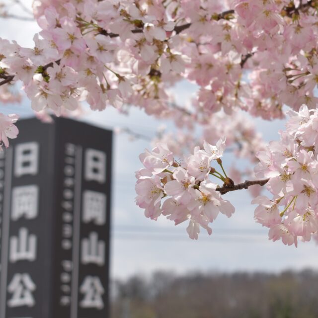 【満開！日岡山公園の桜🌸】 今、最高に見頃です！この美しい景色もあとわずかなので、ご覧になりたい方はお急ぎください！幻想的な夜桜散歩もおすすめですよ😊夜のライトアップはGW最終日の５月６日(水)まで毎日実施します✨※３枚目は昨年の写真です。
ぜひ皆さんでお越しください！
#桜 #満開 #日岡山公園 #加古川