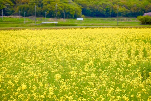＼志方町で春を感じる菜の花🌼／

加古川市志方町・広尾東地区で、菜の花が見頃を迎えています🌿

一面に広がる黄色のじゅうたんは、春らしい風景そのもの✨
のんびり散策しながら季節の移ろいを感じられます☺️

あす4月18日には、近くの広場で「菜の花まつり」も開催予定！
春のひとときを感じに、ぜひ訪れてみてください🚶‍♂️‍

🌼【志方町 広尾東地区】
（加古川市志方町広尾周辺）

#菜の花 #春 #加古川 #志方町 #広尾東 
#加古川観光 #観光 #おでかけ #kakogawa