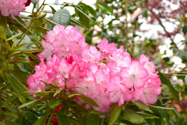 ＼【円照寺】のシャクナゲが見頃を迎えています！／ 

花の寺として知られる【加古川円照寺（加古川市志方町広尾1029）】で、シャクナゲが見頃を迎えました✨ 

境内を彩る色とりどりのシャクナゲはとても華やかで、今だけの美しい景色を楽しめます☺️ 
ここでは青紫色の希少なシャクナゲ“ブルーアイ”もご覧いただけます🔵🔍
ぜひ探してみてください🙌 

🌷【加古川円照寺】 
加古川市志方町広尾1029 
TEL：079-452-2067

🚌【交通のご案内】
円照寺ホームページをご確認ください。 
http://kakogawa-enshouji.com/access.html

#シャクナゲ #春 #円照寺 #加古川 #加古川市
#加古川観光 #観光 #おでかけ #kakogawa