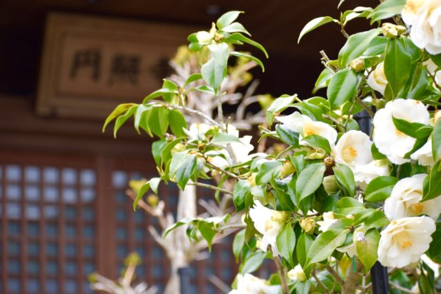 ＼【円照寺】のツバキが見頃を迎えています！／ 

花の寺として知られる【加古川円照寺（加古川市志方町広尾1029）】で、ツバキが見頃を迎えました✨ 

境内に静かに溶け込むような美しさが魅力です😌
黒に近い花色が特徴の珍しい品種“ナイトライダー”もご覧いただけます🌹✨
ほかにも表情豊かな種類のツバキが楽しめますので、ぜひ足を運んでみてください😊

🌷【加古川円照寺】 
加古川市志方町広尾1029 
TEL：079-452-2067

🚌【交通のご案内】
円照寺ホームページをご確認ください。 
http://kakogawa-enshouji.com/access.html

#ツバキ #春 #円照寺 #加古川 #加古川市
#加古川観光 #観光 #おでかけ #kakogawa