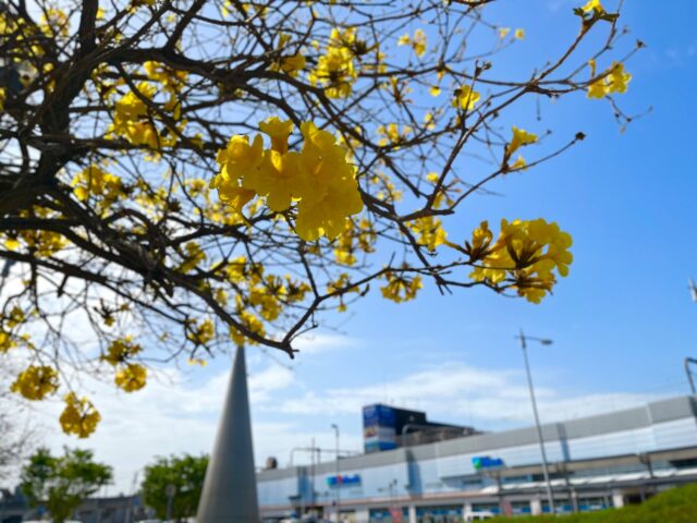 ＼黄金色にきらめくブラジルの国花・イペ🇧🇷／

JR加古川駅北口のロータリー周辺では、イペが見頃を迎えています🌼

2005年に加古川市の姉妹都市であるブラジル・マリンガ市の代表訪問団により植えられた、友好の証です✨

青空に映えるイペの黄金色が美しく広がります。
ぜひこの機会にご覧ください！

🌼【JR加古川駅 北口】

#イペ #春 #散歩 #加古川 #加古川駅
#加古川観光 #観光 #おでかけ #kakogawa