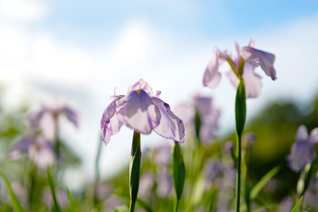 ＼日岡山公園に広がる花菖蒲の彩り🌼／

日岡山公園 花しょうぶ園では、花菖蒲が見頃を迎えています✨
白やピンク、紫など色とりどりの花々が咲き誇り、園内は初夏らしい彩りに包まれています☺️
（6/3撮影）

花菖蒲の花言葉は「嬉しい知らせ」💌
美しい花々を眺めながら、ゆったりとしたひとときを過ごしてみませんか？

この時期だけの美しい景色を、ぜひお楽しみください🎶

📍日岡山公園 花しょうぶ園

#花菖蒲 #花しょうぶ #日岡山公園 #加古川
#加古川観光 #観光 #おでかけ #kakogawa